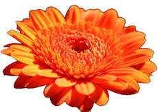 Gerbera-1.jpg